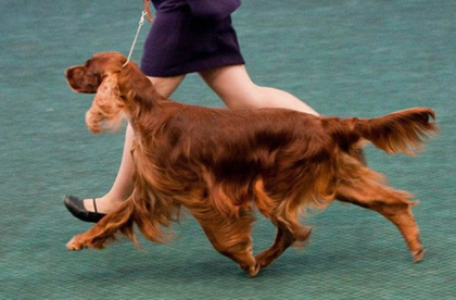 SugarStop Irish Setters, Irish Setters, Spring Valley, CA