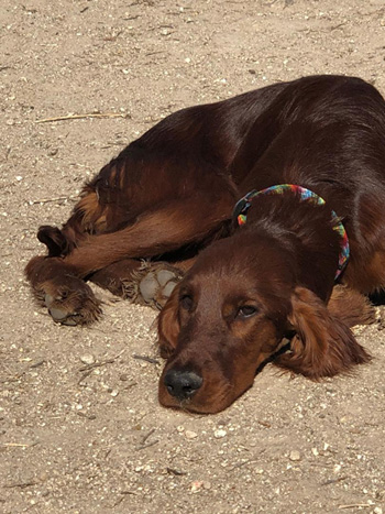 sugar stop irish setters